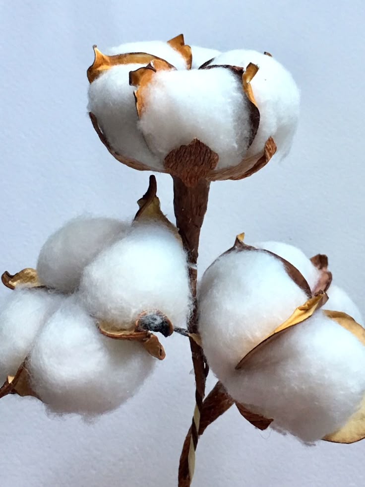 Cotton Trade